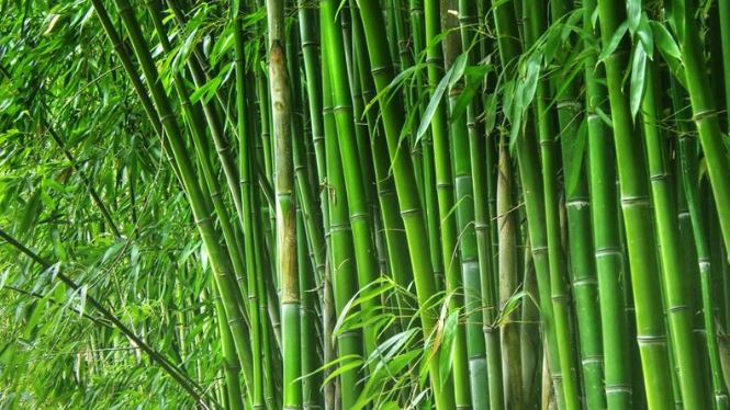 Bamboo Products as a replacement for Plastic Products in our lives